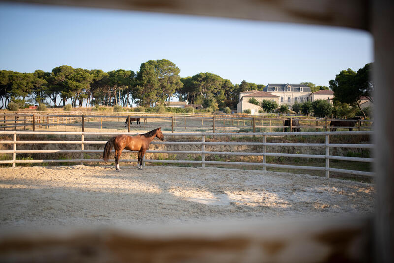 Je paard afkoelen bij warm weer