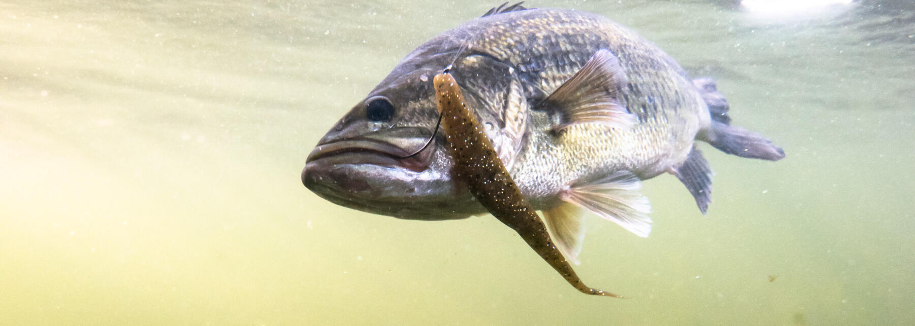 Le basi della pesca al black bass con le esche artificiali.