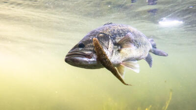 black-bass-lure-fishing.jpg