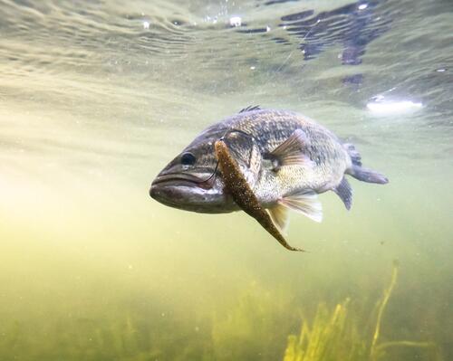 BLACK BASS : Où et quand le Pêcher?