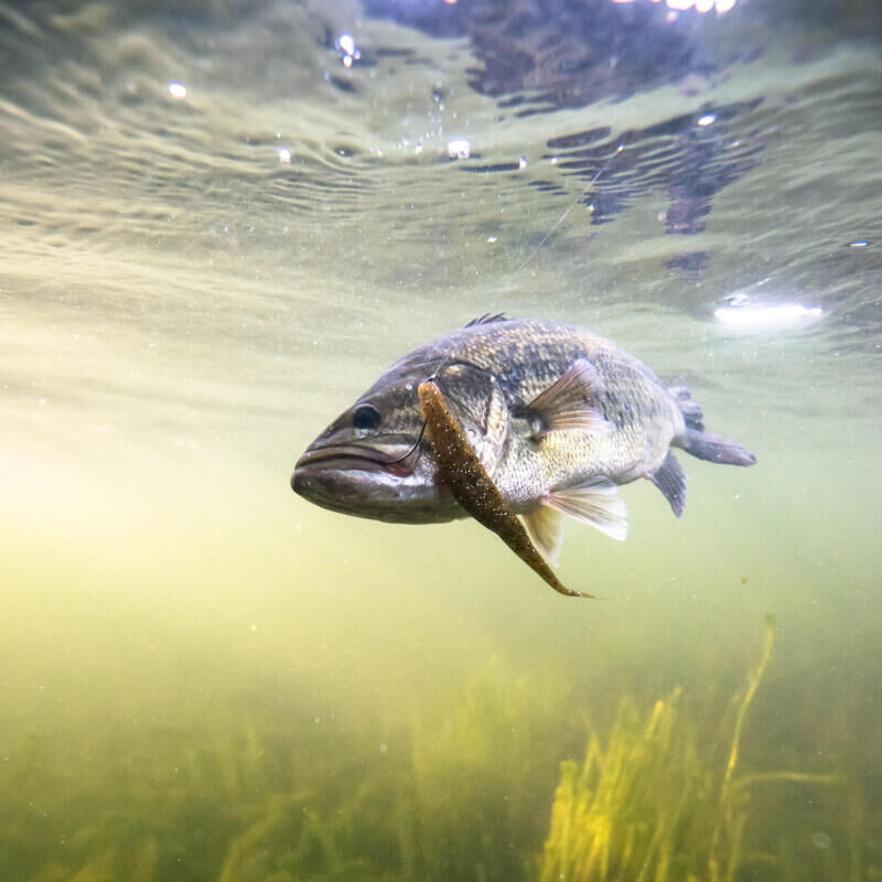 BLACK BASS : Où et quand le Pêcher?