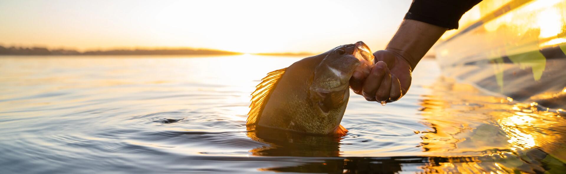 QUEL ÉQUIPEMENT POUR DÉBUTER LA PÊCHE DE LA PERCHE AUX LEURRES ?