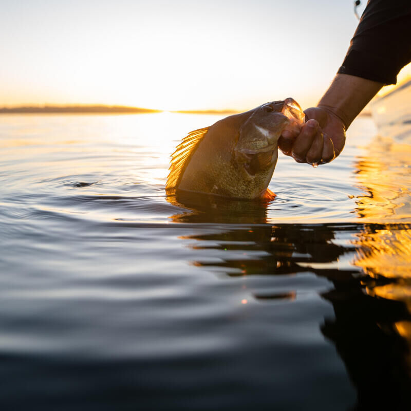 QUEL ÉQUIPEMENT POUR DÉBUTER LA PÊCHE DE LA PERCHE AUX LEURRES ?