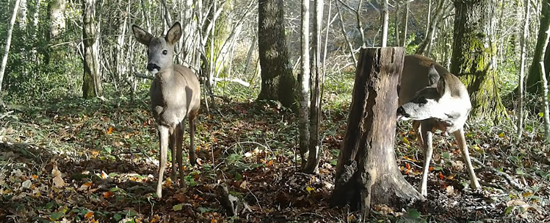 Comment choisir sa caméra de chasse ? 