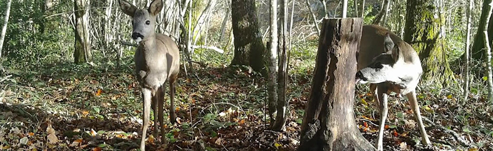 Comment choisir sa caméra de chasse ? 