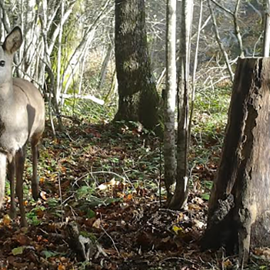 Comment choisir sa caméra de chasse ?