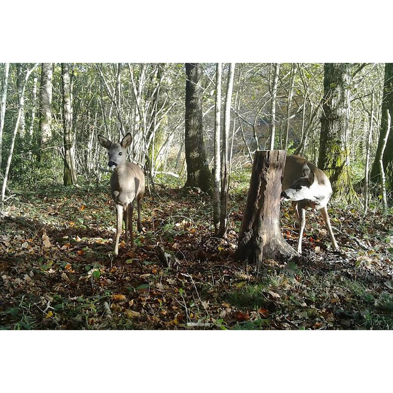 CAMÉRA DE CHASSE / PIÈGE PHOTOGRAPHIQUE 500 SD