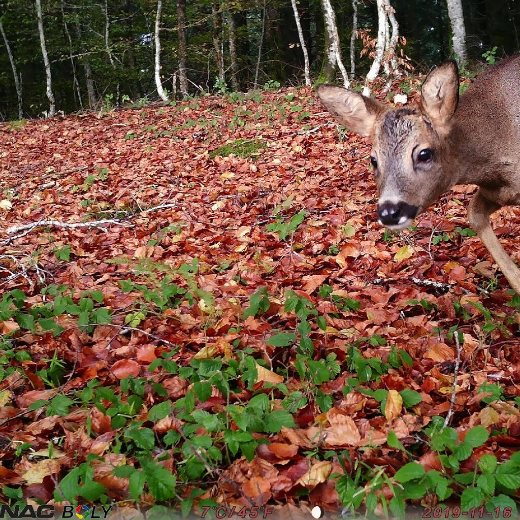 HUNTING CAMERA / WILDLIFE CAMERA TRAP 100 SD