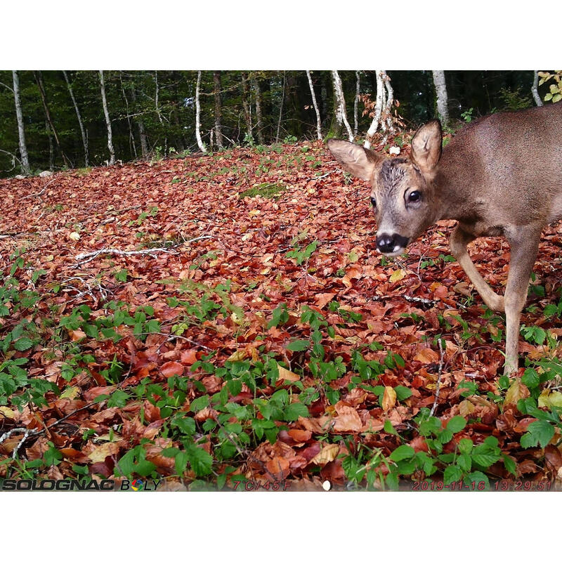 CAMÉRA DE CHASSE / PIÈGE PHOTOGRAPHIQUE 100 SD