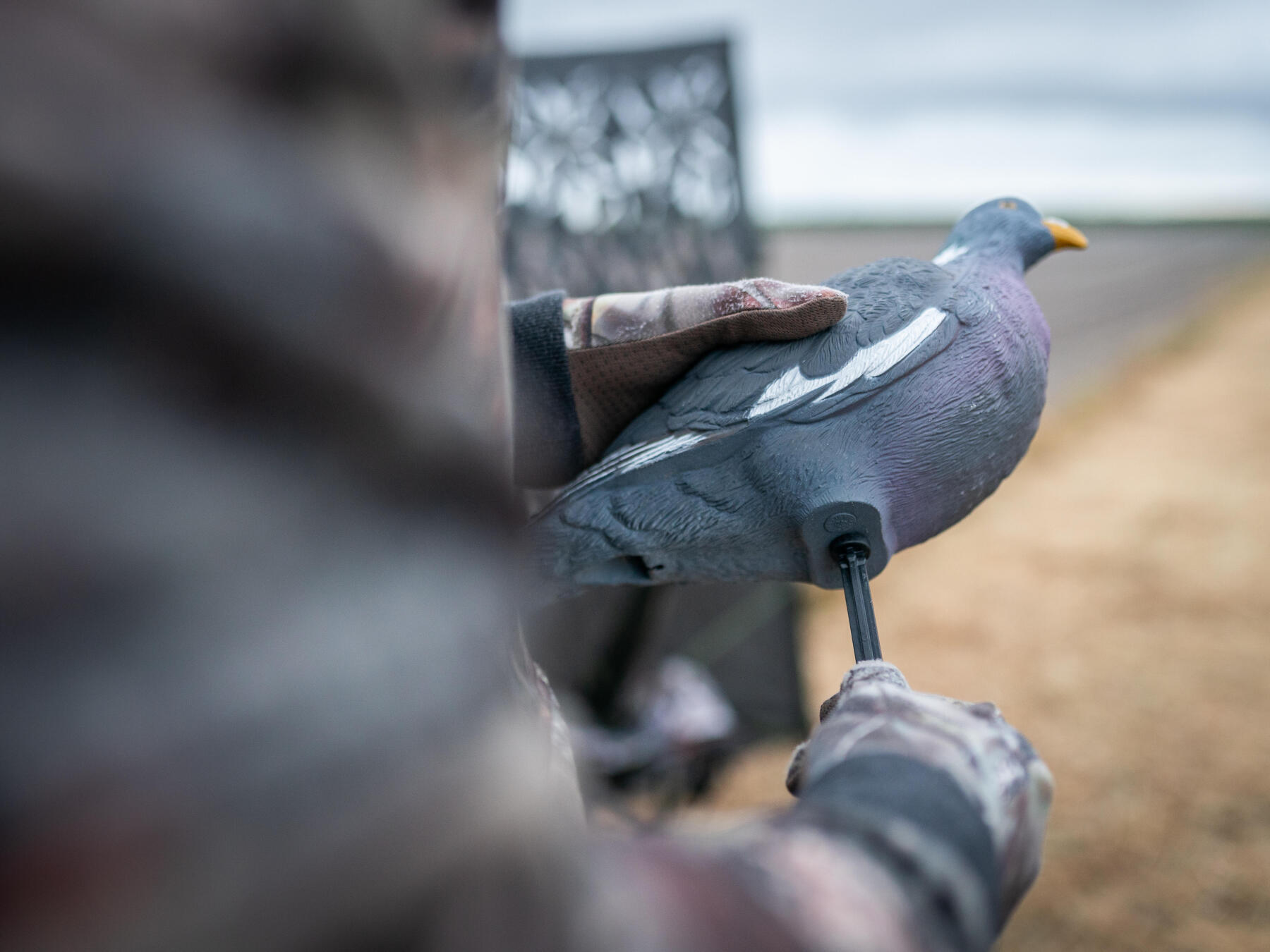 Première blette de pigeon ramier Solognac