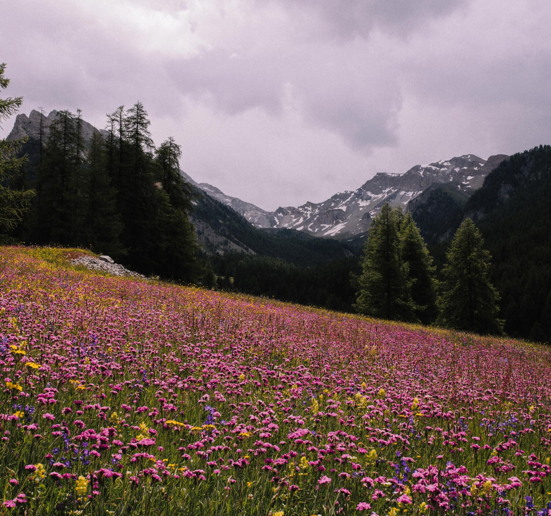 Picture of a meadow