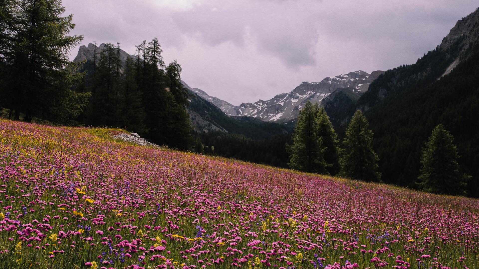 Natureza com vista para a montanha