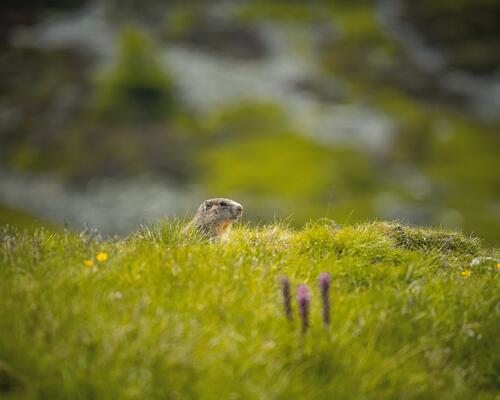 Conseils randonnée faune et flore