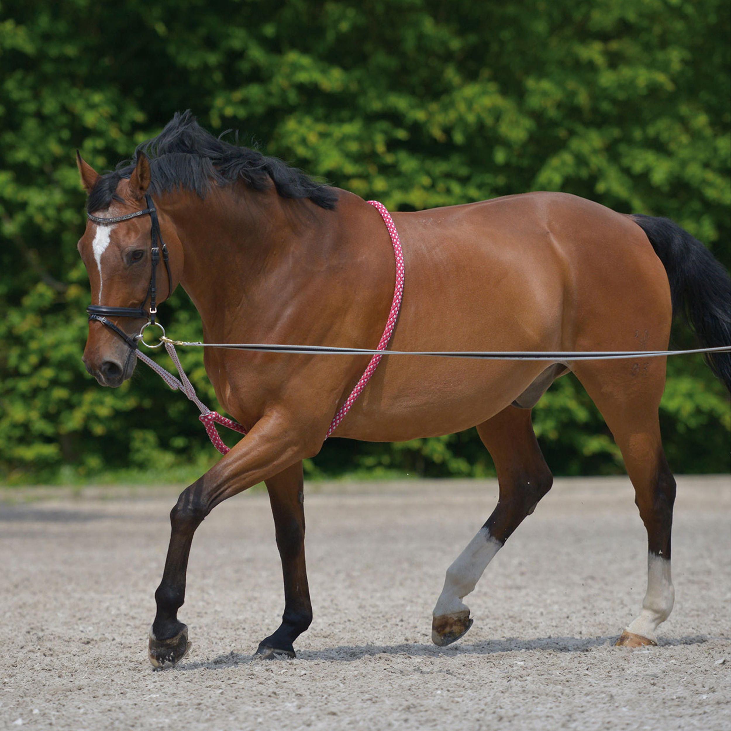 Horse Riding Leadrope Draw Reins for Horse - Red/White 3/3