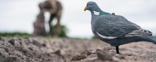 Préparation de l'affût pour la chasse aux pigeons ramiers