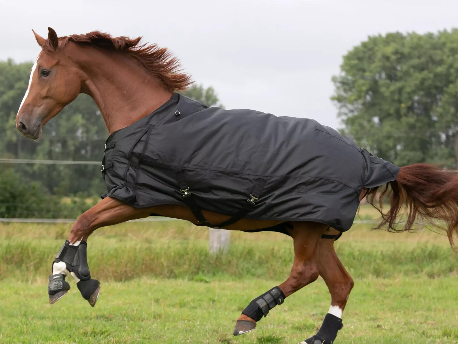 paard in draf
