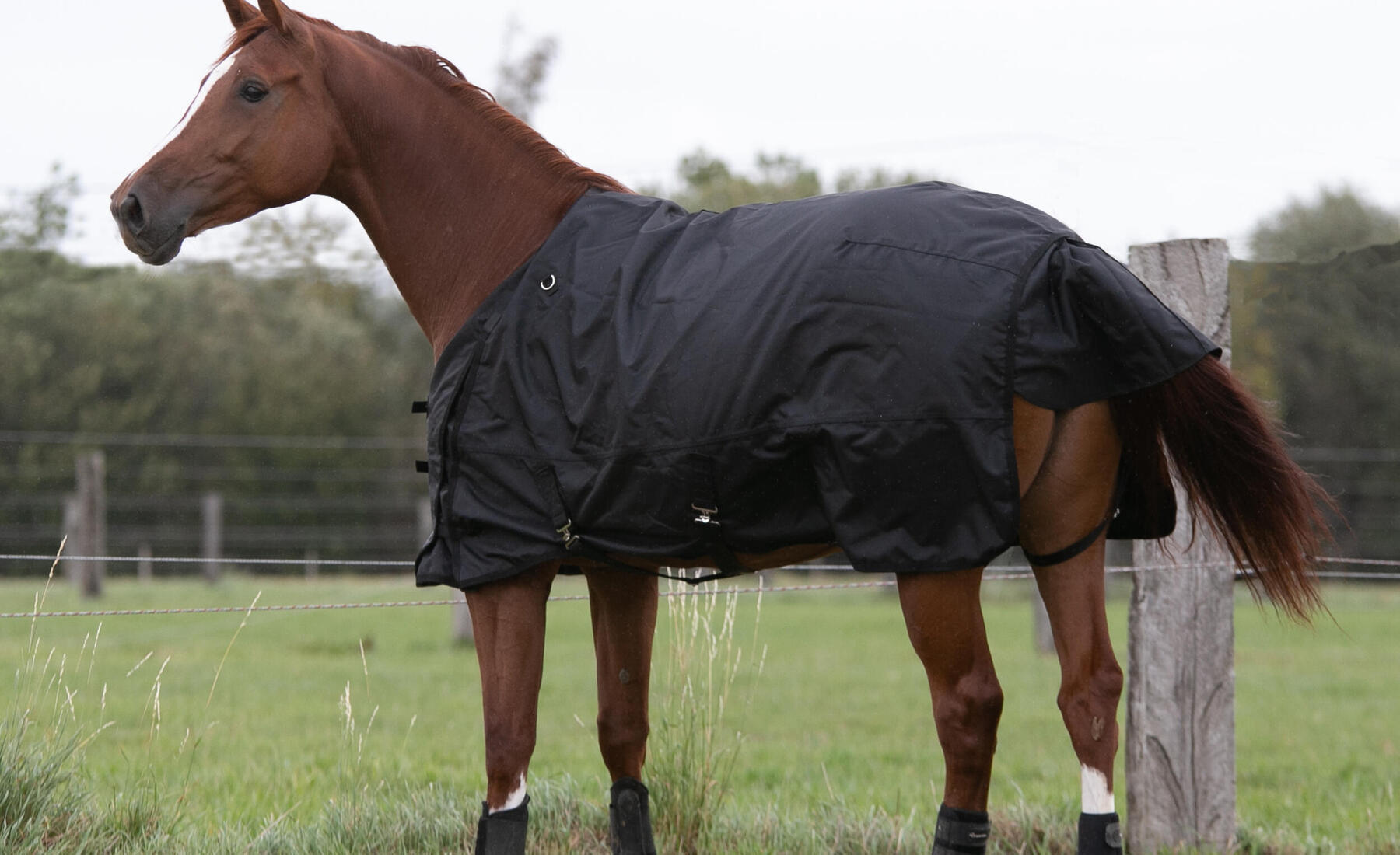 Come scegliere la coperta per il cavallo
