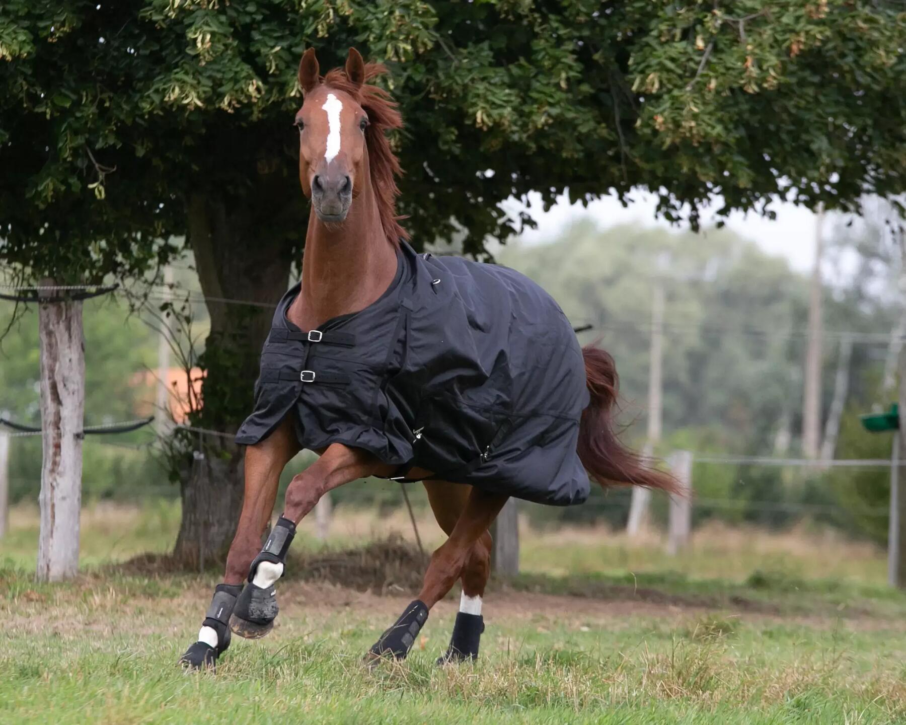 comment choisir une chemise mouche pour votre cheval ?