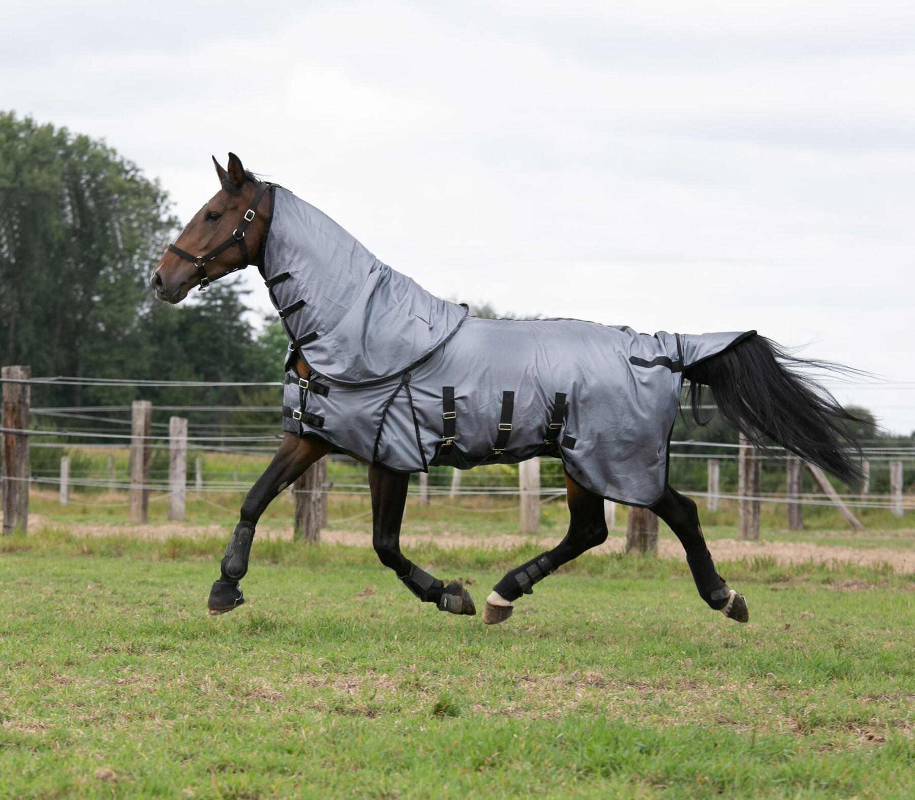 Cheval avec une chemise anti-mouche avec neck cover en train de trotter au paddock