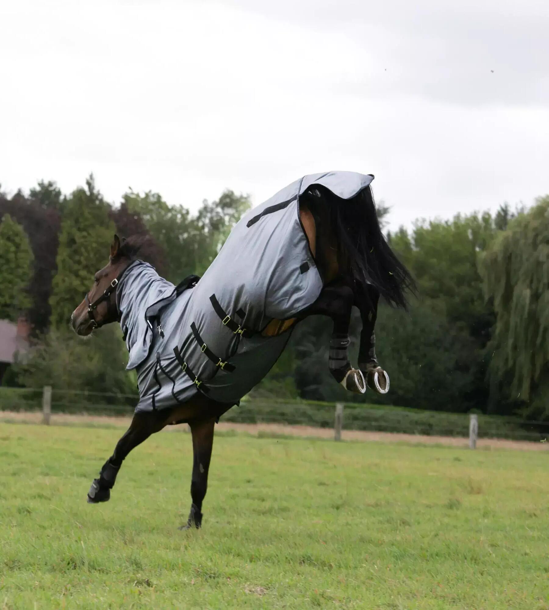 Cheval au pré qui rue, portant une chemise anti-mouche avec neck cover