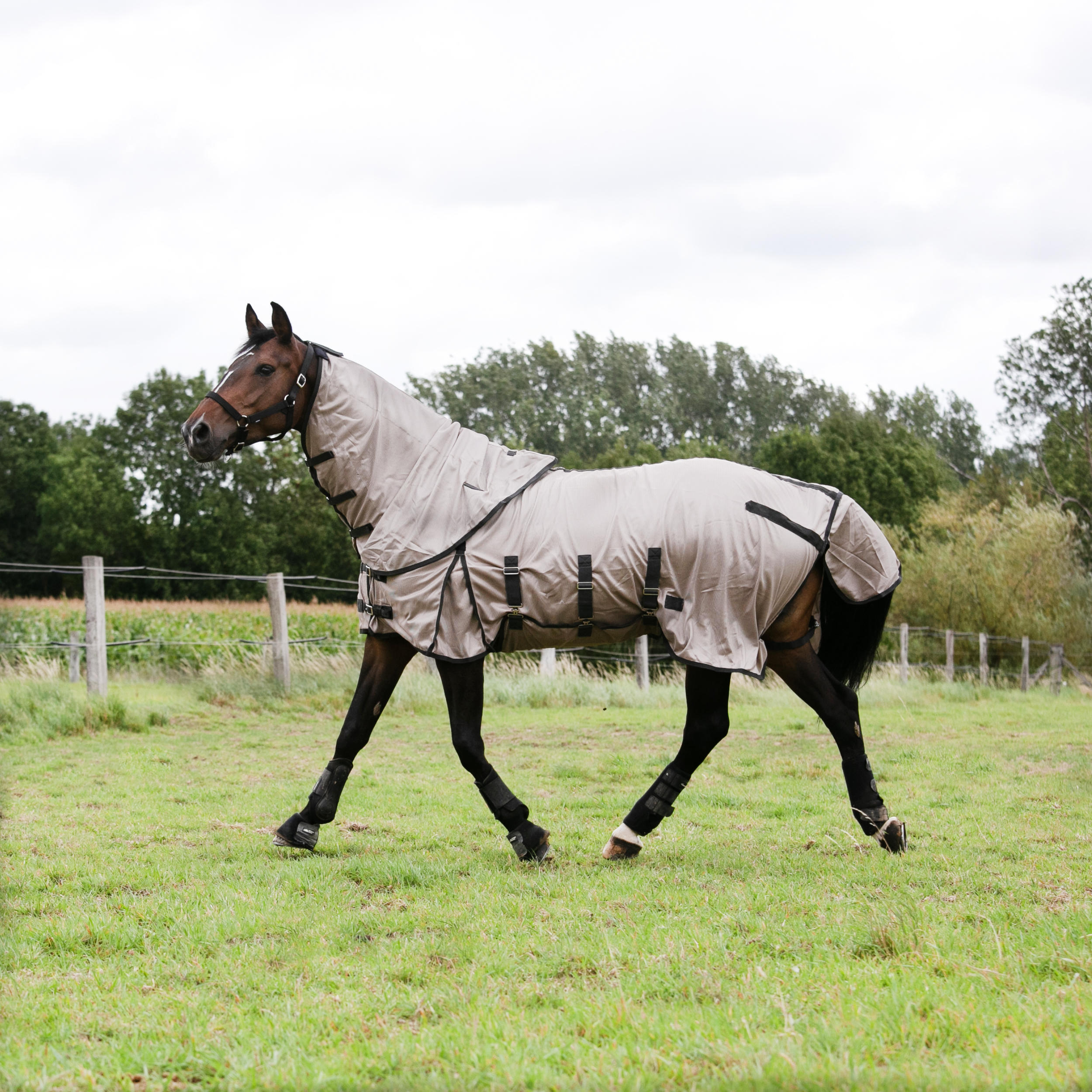 Couvre-ventre Respirant Pour Cheval – Anti-Mouches, Protection Légère, Équitation
