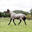 Coperta leggera antimosche equitazione pony e cavallo beige