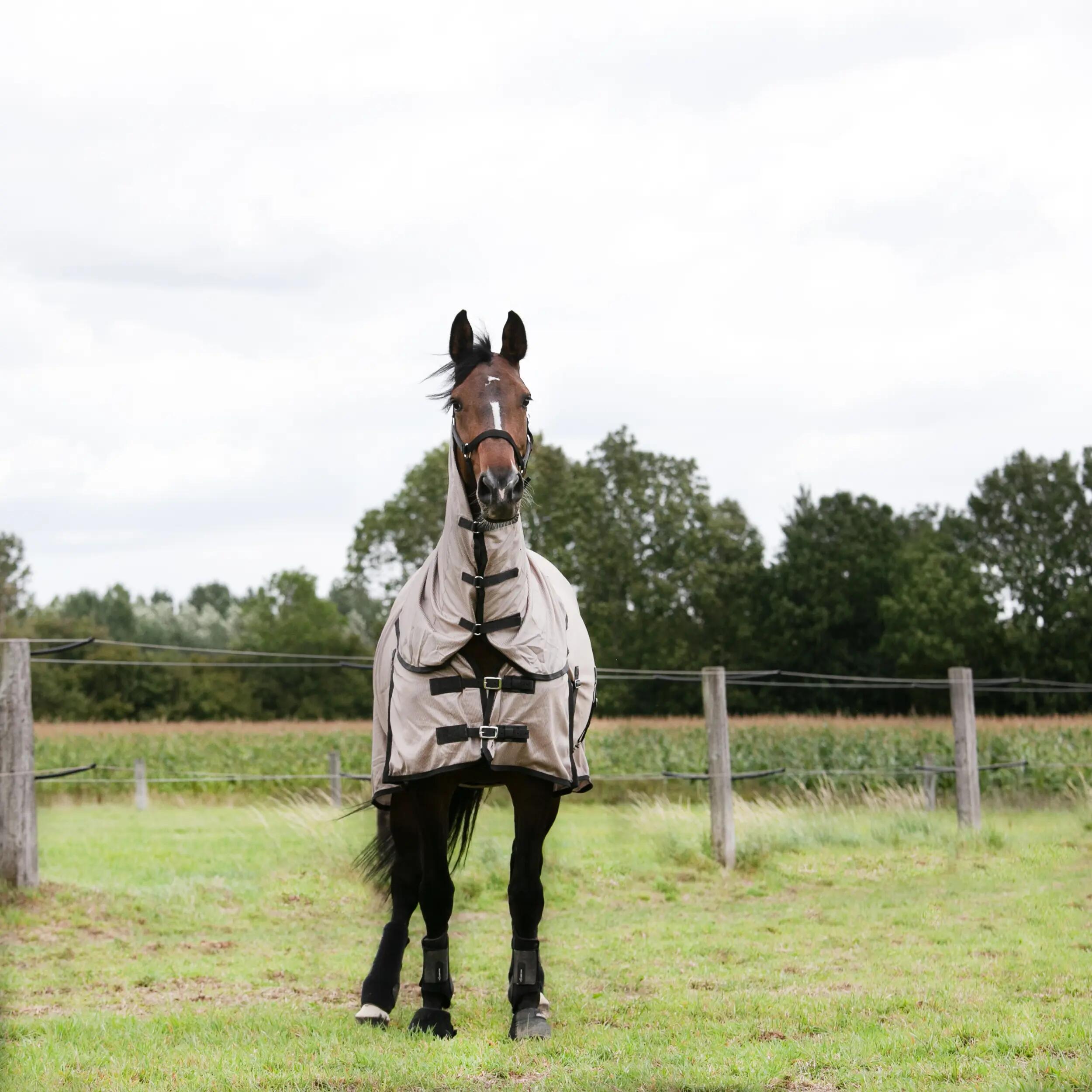 Voelt je paard zich goed in de weide?