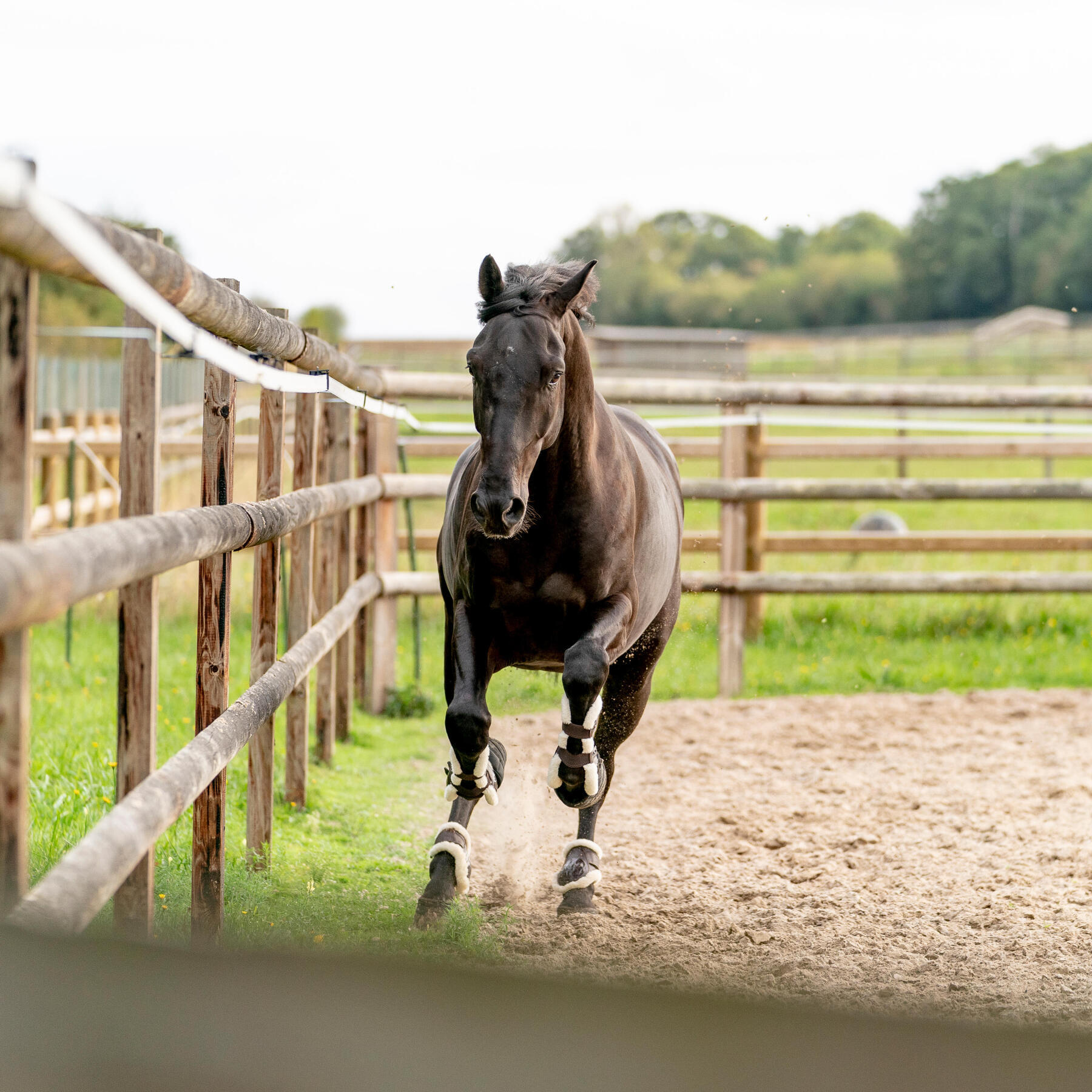 Cheval qui galop en liberté en carrière pendant le travail à pied