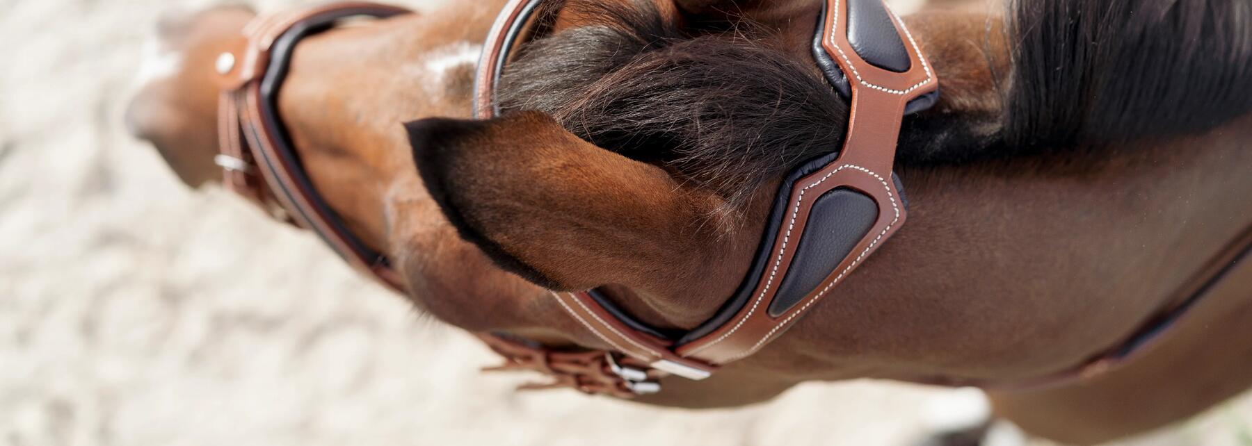 Hoe kies ik een hoofdstel voor mijn paard? 