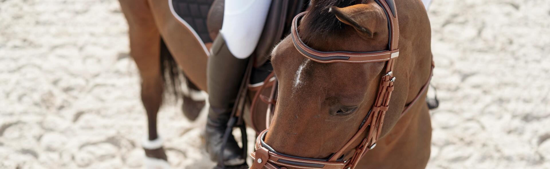 choisir un filet pour cheval