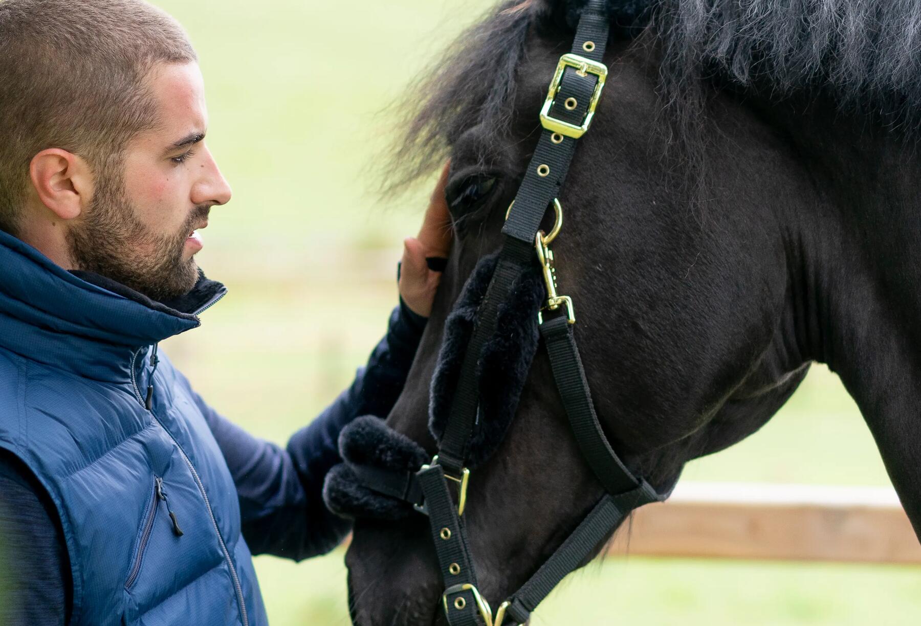 Come scegliere la testiera per il cavallo