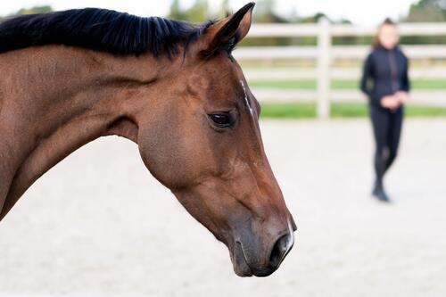 Utiliser le renforcement positif ou négatif pour communiquer et  conditionner le cheval