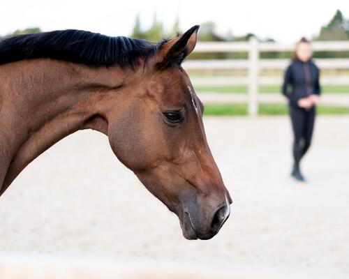 Utiliser le renforcement positif ou négatif pour communiquer et  conditionner le cheval