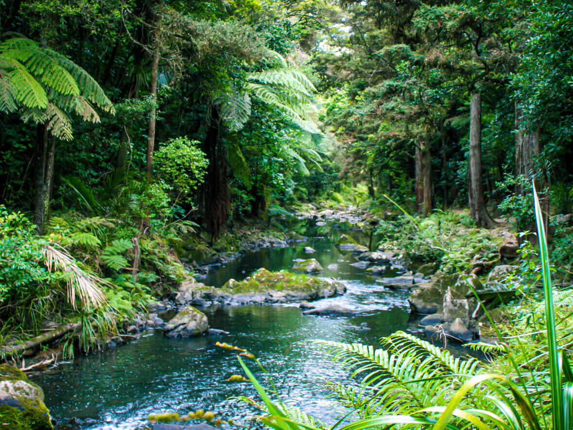 À la recherche du Quetzal dans la jungle du Corcovado au Costa Rica