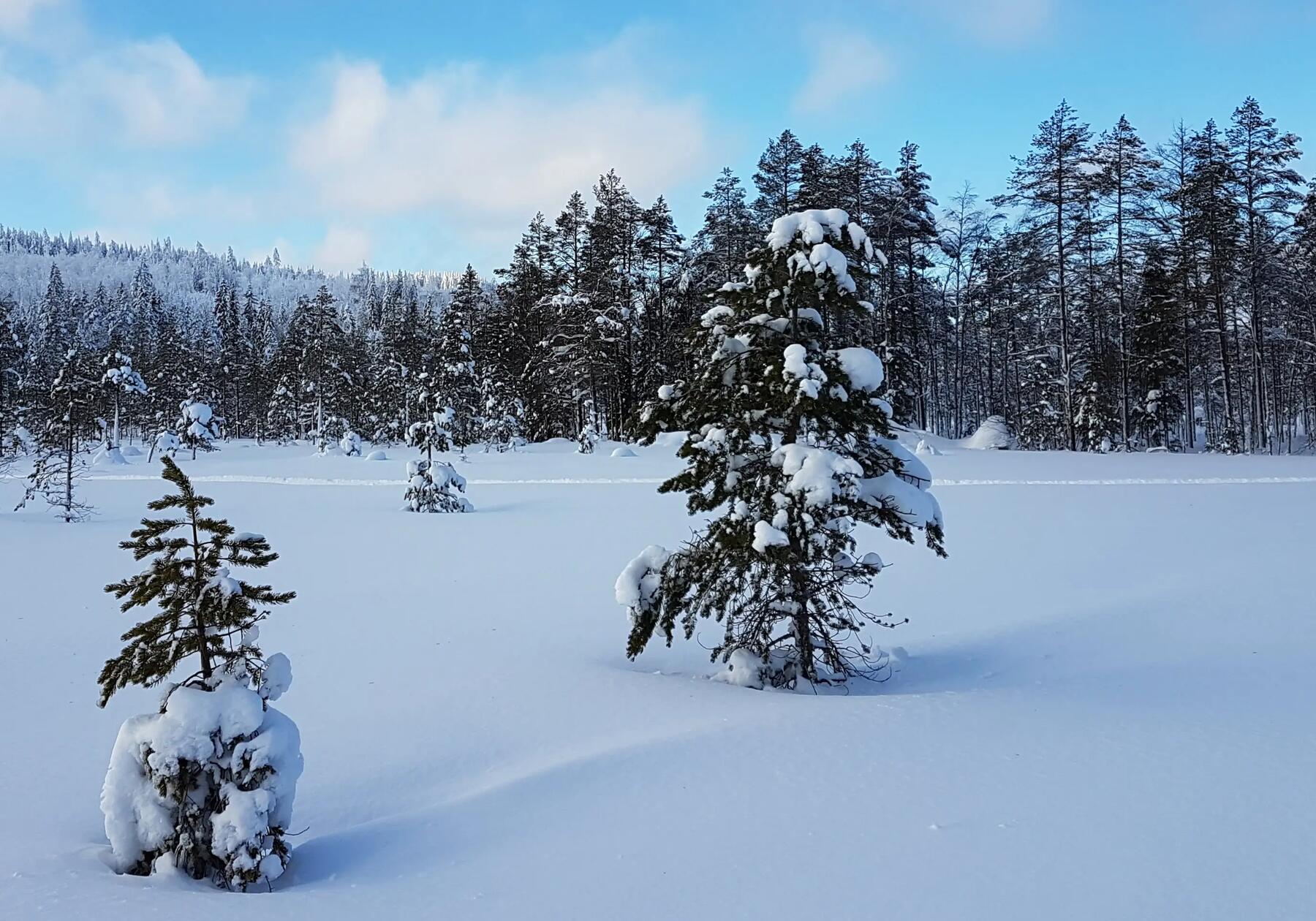 paysage sapin
