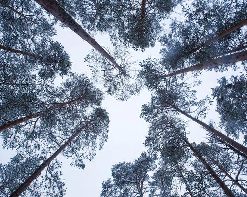 Photo de sapins