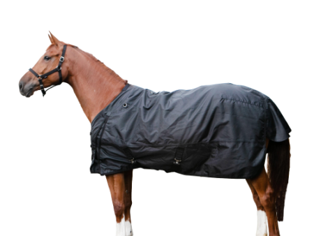 Equitation