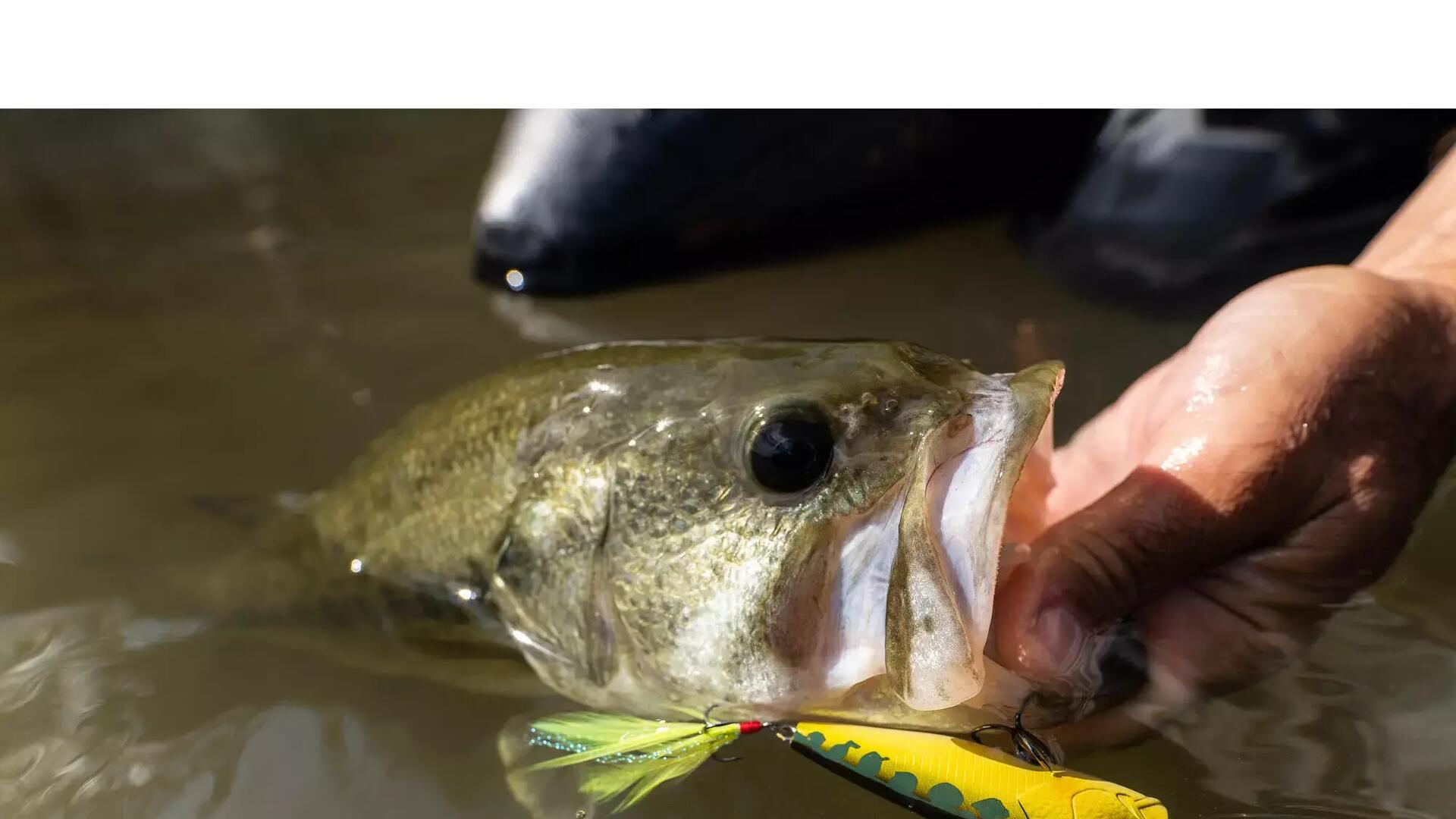COMMENT MANIPULER LES POISSONS ?