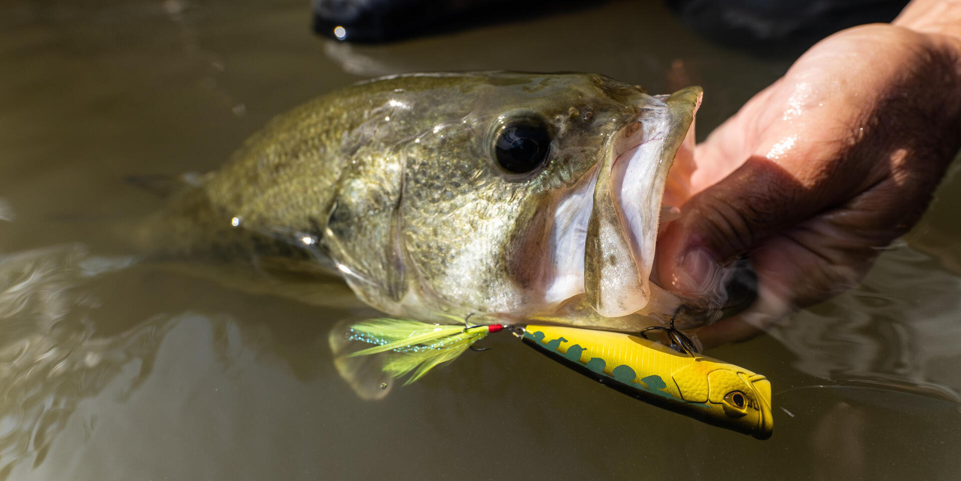 Comment bien manipuler les poissons carnassiers