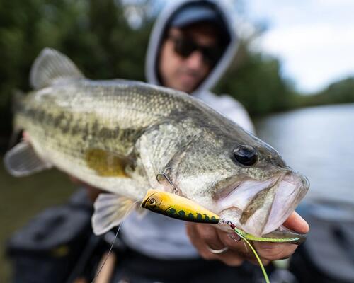 INTERVIEW D'EXPERT : QUEL POISSON NAGEUR CHOISIR POUR LE BLACK-BASS?