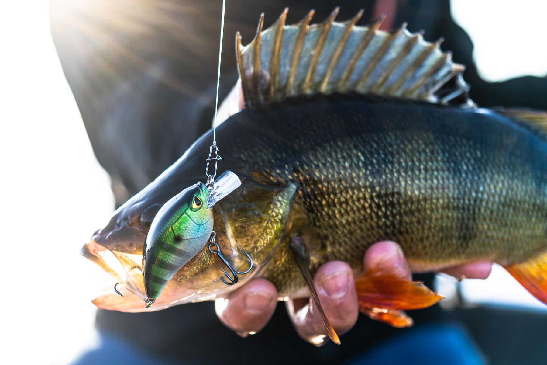 COMMENT UTILISER SON POISSON NAGEUR STICKBAIT ?