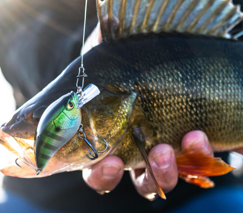 COMMENT UTILISER SON POISSON NAGEUR STICKBAIT ?