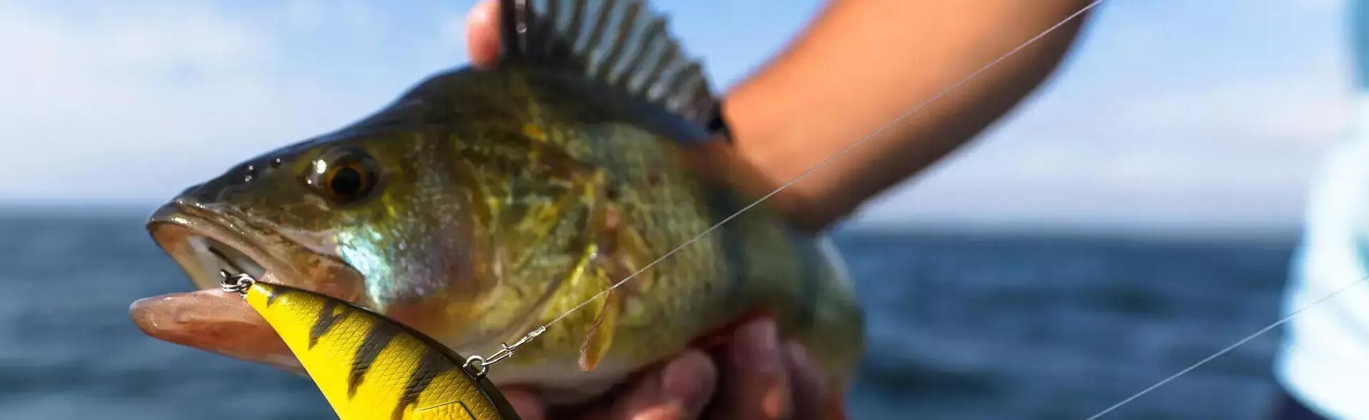 choisir son poisson nageur perche