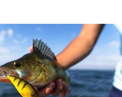 choisir son poisson nageur perche