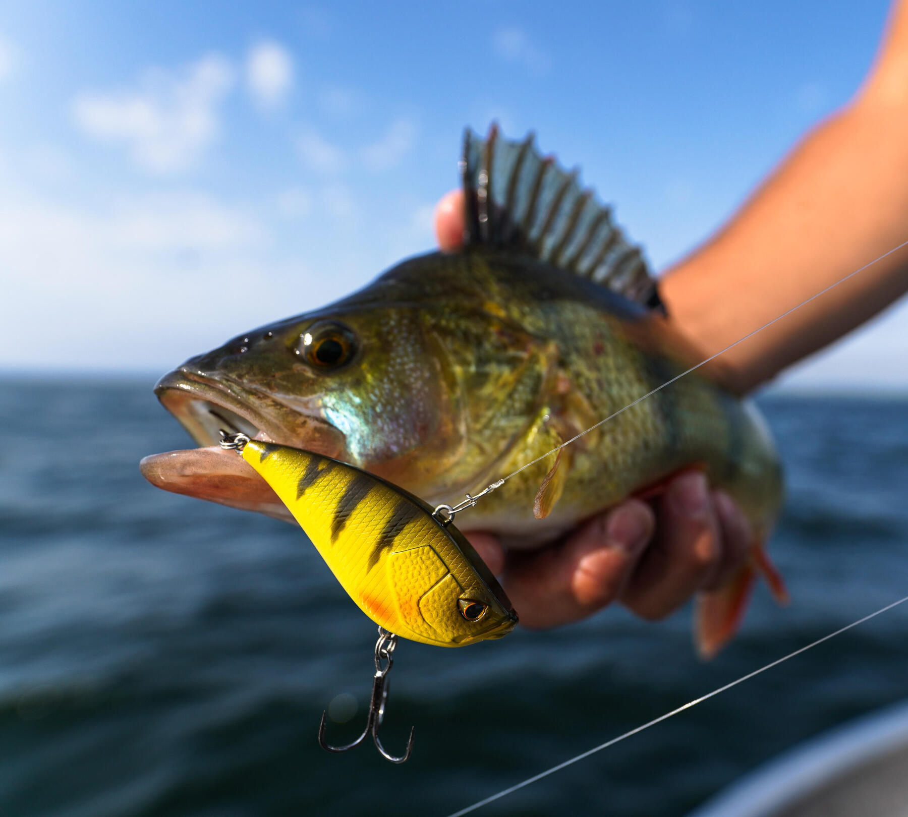 Pêche du brochet au lipless spin : un leurre redoutable d'efficacité !