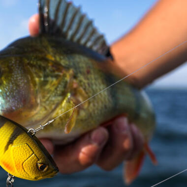 choisir son poisson nageur perche