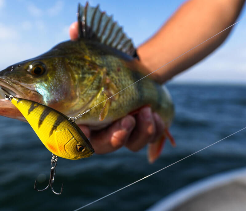 COMMENT UTILISER SON POISSON NAGEUR STICKBAIT ?