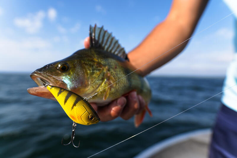 COMMENT CHOISIR SON POISSON NAGEUR POUR PÊCHER LA PERCHE ?