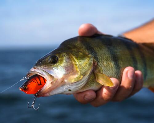 OU ET QUAND UTILISER SON POISSON NAGEUR CRANKBAIT?