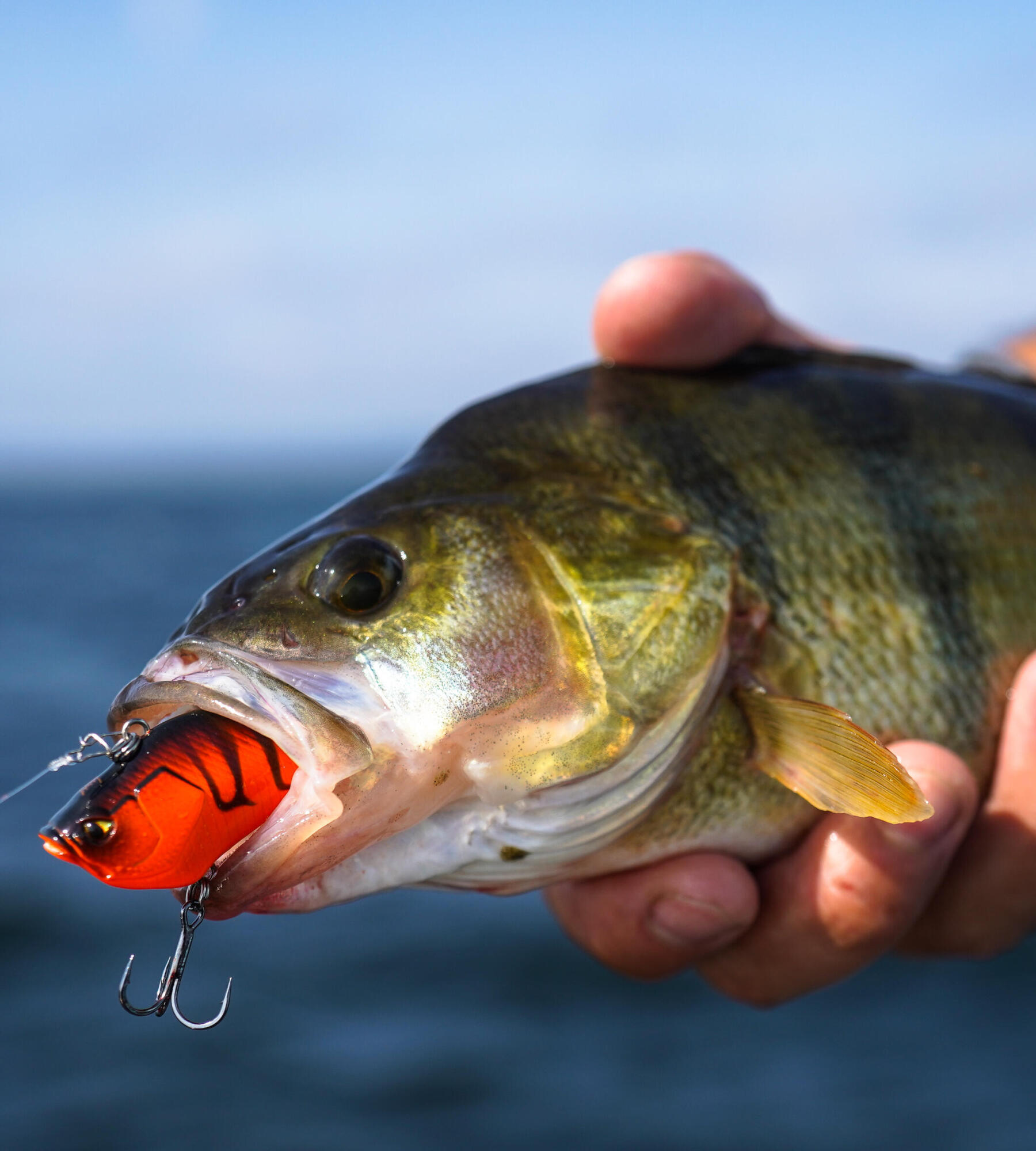 Conseils de pêche au brochet par Leurre Juste - Vidéos sur la pêche -  Magazine Sentier Chasse-Pêche